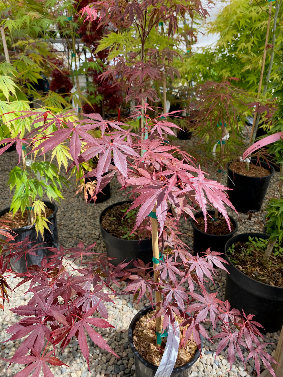 Acer palmatum 'Rite of Spring'