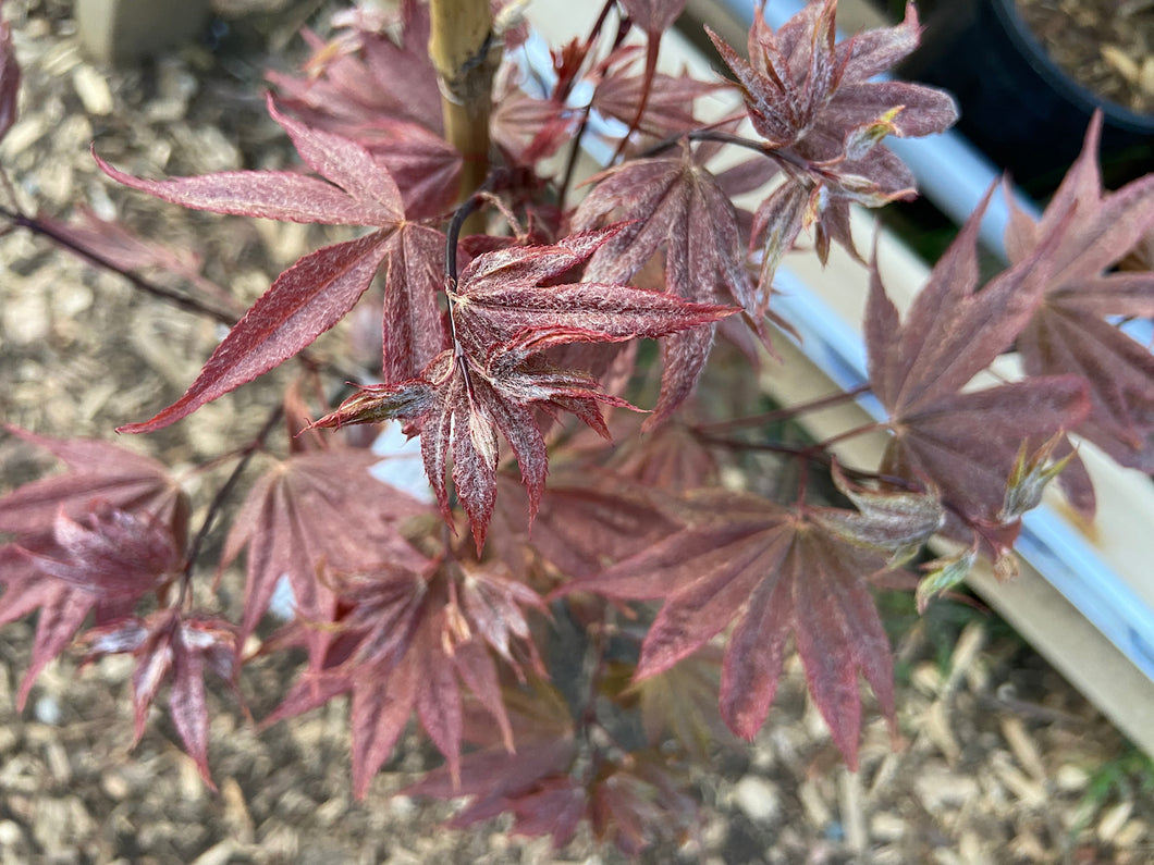 Acer palmatum 'Ruslyn in the Pink'