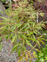 Load image into Gallery viewer, Acer palmatum dissectum &#39;Spring Delight&#39;
