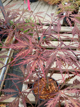 Load image into Gallery viewer, Acer palmatum dissectum &#39;Stella Rossa&#39;
