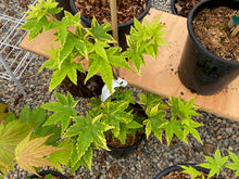 Load image into Gallery viewer, Acer palmatum &#39;Sagara nishiki&#39;
