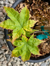 Load image into Gallery viewer, Acer palmatum &#39;Sagara nishiki&#39;
