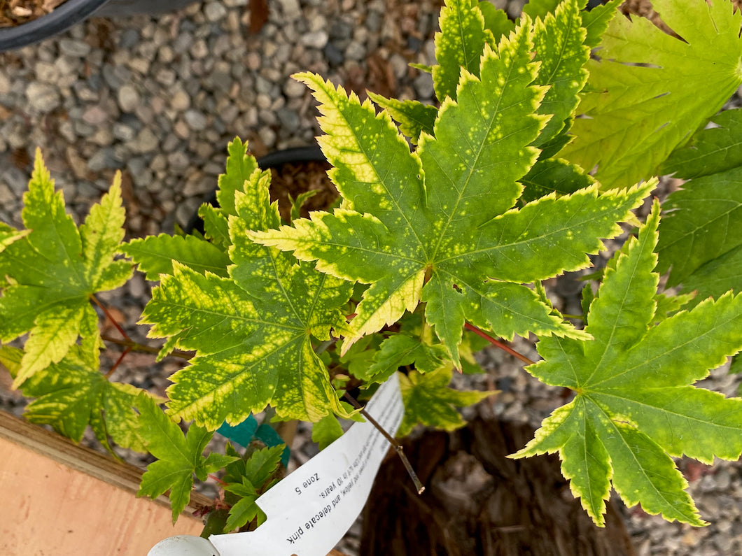 Acer palmatum 'Sagara nishiki'