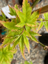 Load image into Gallery viewer, Acer palmatum &#39;Sagara nishiki&#39;
