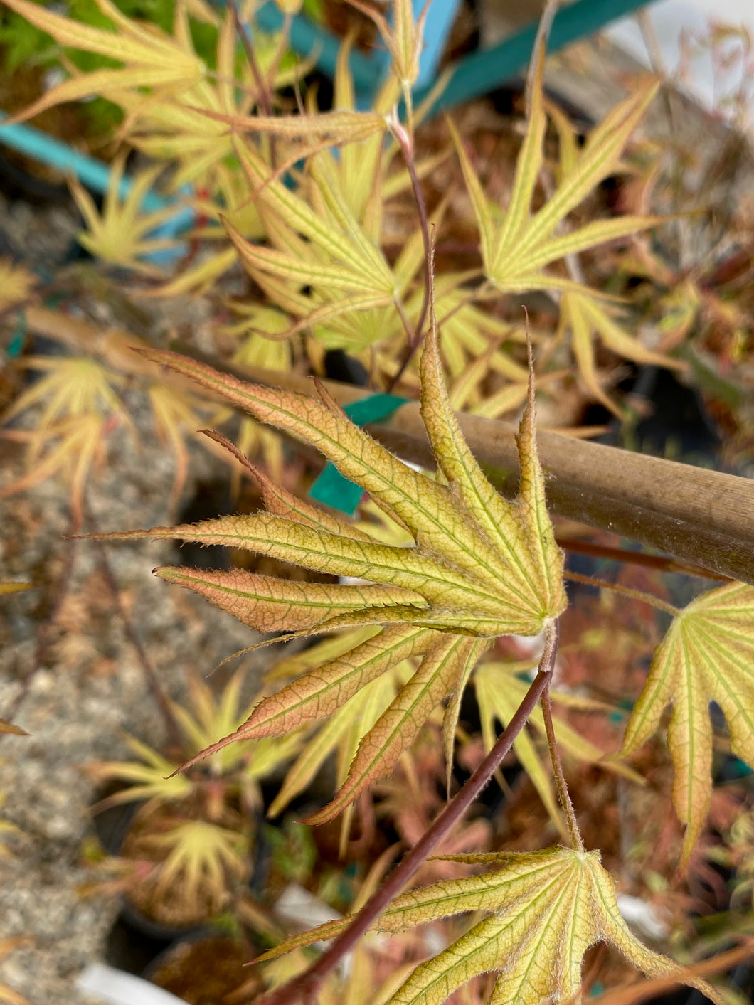 Acer palmatum 'Sawa chidori'