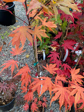 Load image into Gallery viewer, Acer palmatum &#39;Sawa chidori&#39;
