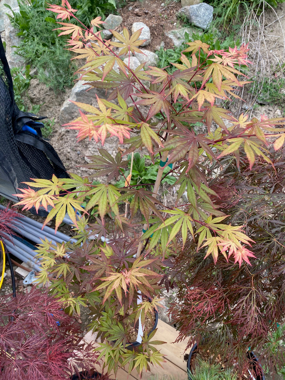 Acer shirasawanum 'Season of Change'