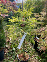 Load image into Gallery viewer, Cryptomeria japonica &#39;Sekkan sugi&#39;
