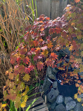 Load image into Gallery viewer, Acer sieboldianum &#39;Seki no kegon&#39;
