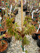 Load image into Gallery viewer, Acer palmatum &#39;Sekka yatsubusa&#39;
