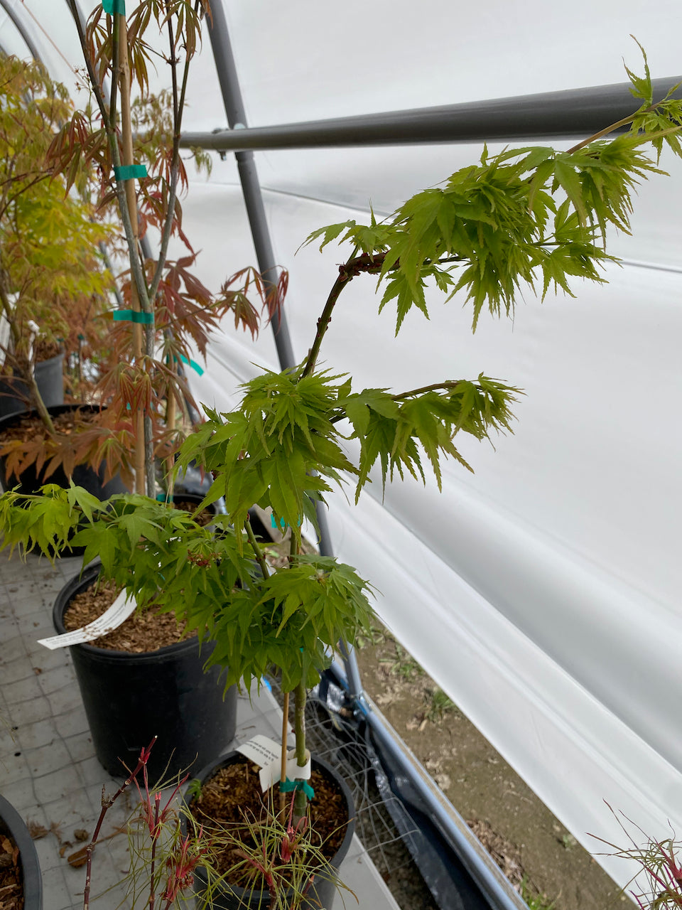 Acer palmatum 'Sekka yatsubusa'