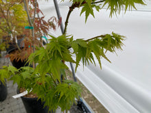Load image into Gallery viewer, Acer palmatum &#39;Sekka yatsubusa&#39;
