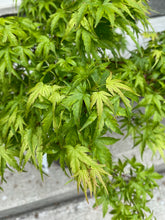 Load image into Gallery viewer, Acer palmatum &#39;Sharp&#39;s Pygmy&#39;
