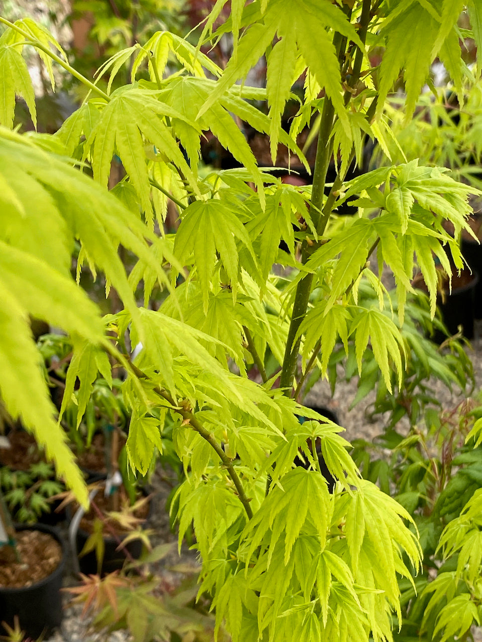 Acer palmatum 'Shidava Gold'