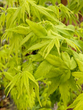 Load image into Gallery viewer, Acer palmatum &#39;Shidava Gold&#39;
