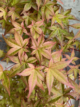 Load image into Gallery viewer, Acer palmatum &#39;Shin deshojo&#39;
