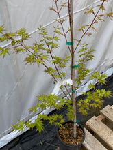 Load image into Gallery viewer, Acer palmatum &#39;Shiro&#39;
