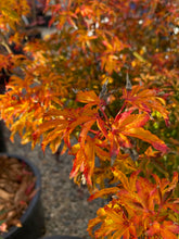 Load image into Gallery viewer, Acer palmatum &#39;Shishigashira&#39;
