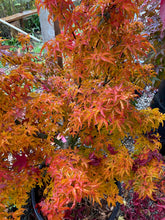 Load image into Gallery viewer, Acer palmatum &#39;Shishigashira&#39;
