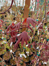 Load image into Gallery viewer, Acer palmatum &#39;Shojo&#39;
