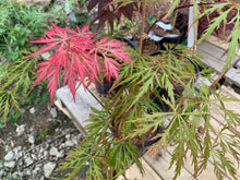 Load image into Gallery viewer, Acer palmatum dissectum &#39;Shu shidare&#39;
