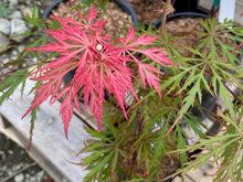 Load image into Gallery viewer, Acer palmatum dissectum &#39;Shu shidare&#39;
