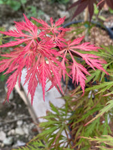 Load image into Gallery viewer, Acer palmatum dissectum &#39;Shu shidare&#39;
