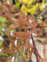 Load image into Gallery viewer, Acer palmatum dissectum &#39;Shu shidare&#39;
