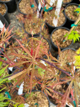 Load image into Gallery viewer, Acer palmatum dissectum &#39;Shu shidare&#39;
