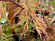 Load image into Gallery viewer, Acer palmatum dissectum &#39;Shu shidare&#39;
