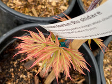 Load image into Gallery viewer, Acer palmatum dissectum &#39;Shu shidare&#39;
