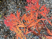 Load image into Gallery viewer, Acer palmatum dissectum &#39;Shu shidare&#39;
