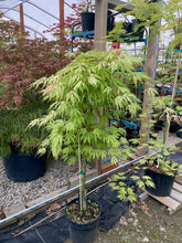 Load image into Gallery viewer, Acer palmatum &#39;Sister Ghost&#39;
