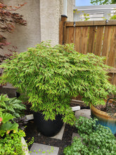 Load image into Gallery viewer, Acer palmatum dissectum &#39;Spring Delight&#39;
