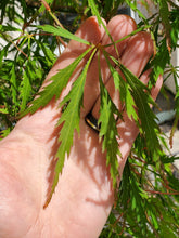 Load image into Gallery viewer, Acer palmatum dissectum &#39;Spring Delight&#39;
