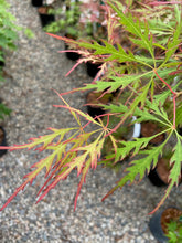 Load image into Gallery viewer, Acer palmatum dissectum &#39;Spring Delight&#39;
