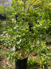 Load image into Gallery viewer, Gingko biloba &#39;Spring Grove&#39;
