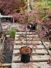 Load image into Gallery viewer, Acer palmatum dissectum &#39;Stella Rossa&#39;
