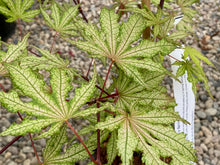 Load image into Gallery viewer, Acer palmatum &#39;Strawberry Spring&#39;
