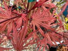 Load image into Gallery viewer, Acer palmatum &#39;Strawberry Spring&#39;
