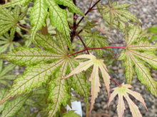 Load image into Gallery viewer, Acer palmatum &#39;Strawberry Spring&#39;
