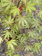 Load image into Gallery viewer, Acer palmatum &#39;Strawberry Spring&#39;
