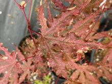 Load image into Gallery viewer, Acer palmatum &#39;Strawberry Spring&#39;
