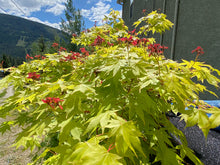 Load image into Gallery viewer, Acer palmatum &#39;Summer Gold&#39;
