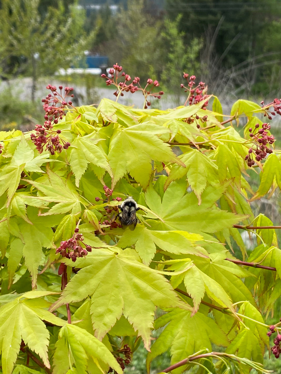 Acer palmatum 'Summer Gold'