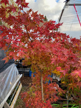 Load image into Gallery viewer, Acer palmatum &#39;Summer Gold&#39;
