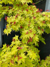 Load image into Gallery viewer, Acer palmatum &#39;Summer Gold&#39;
