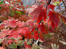 Load image into Gallery viewer, Acer japonicum &#39;Taki no gawa&#39;
