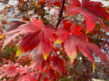 Load image into Gallery viewer, Acer japonicum &#39;Taki no gawa&#39;
