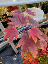 Load image into Gallery viewer, Acer japonicum &#39;Taki no gawa&#39;
